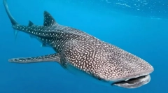 Китова акула