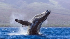 Кити - найбільші тварини