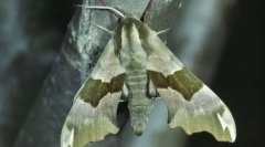 Клаус хвилястий