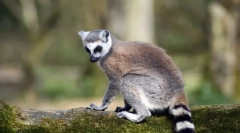 Клас ссавців