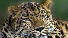 Класифікація ссавців