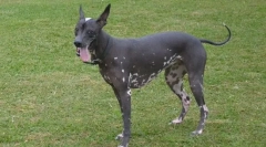 Класифікація порід собак за типом вовни