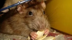 Клей пастки для лову мишей