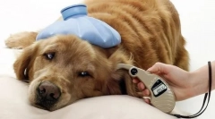 Собака: виявлення, лікування, профілактика