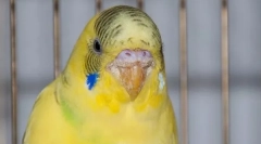 Плоскогубці на хвилястих папугах: симптоми та лікування