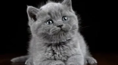 Сірі кошенят для кошенят