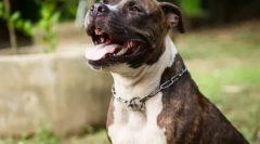 Pitboule nicknames: виберіть ім'я для домашніх тварин