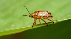 Оклятки хижаків і паразитів клапанів