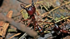 Кочовий мурашок