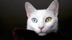 Коли і чому колір ока змінюється