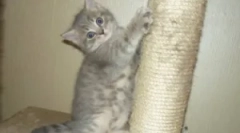 Коли кішка загострює кігті