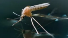 Коли комарі з'являються і вмирають?