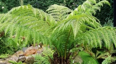 Коли тварини пішли на землю?