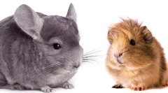 Хто краще почати - шиншилла або морська свиня