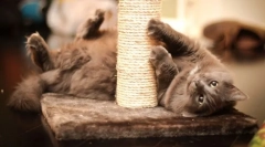 Кішки для котів з власними руками: допоможемо кіт і зберегти меблі