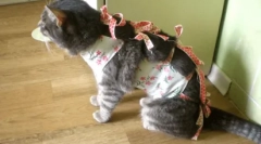 Кількість сечовипускання в кішок та кішок: норми та відхилення