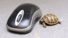 Колекція кращих фотографій смішних тварин на тиждень