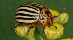 Колорадо жук і його личинки: опис і пошкодження