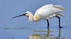 Коледж звичайний