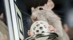 Команди та трюки для одягу щура, як тренуватися