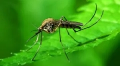 Komar звичайна: опис і зовнішній вигляд