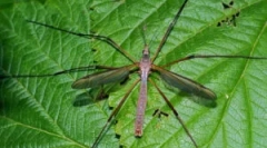 Командні діагонали: опис та функції