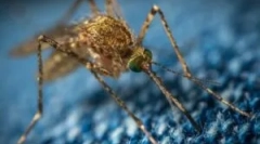 Комарі, такі як носії хвороби