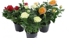 Кімната роза