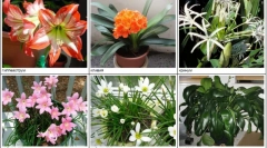 Кімнатні рослини небезпечні для кішок