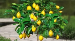 Кімнатний лимон