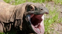 Комод дракона