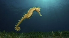 Вид морського колючого