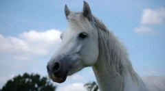 Коннемський поні