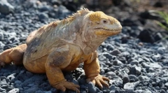 Corolof звичайного