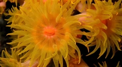 Корали - рослини або тварини?