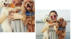 Корейські псевдоніми для собак: цікаві варіанти з сенсом