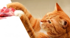 Їжа алмо природа для кішок: особливості та відгуки для тварин