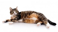 Feed hills для кішок: детальний огляд дієти та його специфічність