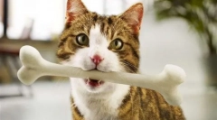 Feed perfect fit - збалансоване домашнє домашня тварина дієта