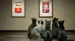 Економічний корм для кішок