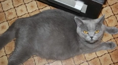 Харчування та догляд за вагітною кіт