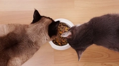 Годування кішок з сухими продуктами: основні правила