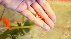 Рибне годування в акваріумі