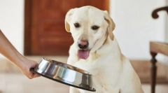 Годування дорослої собаки