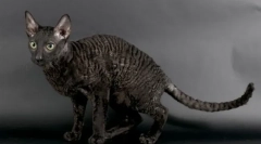 Корніш рекс