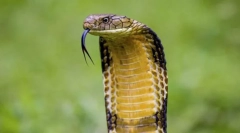 Королівська кобра