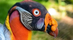 Королівська свиня