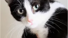 Шоне-ворог нащадків маччеков - кінкойлоу