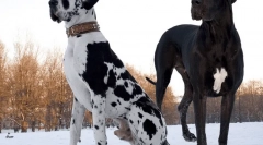 Короткі порід собак