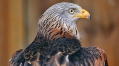 Крашун червоний